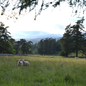 Scotland, June 2016