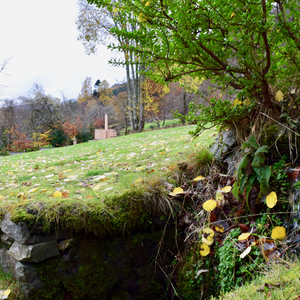 Scottish Highland, November 2018